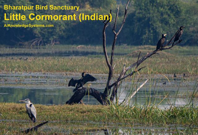 Cormorant Indian (22) Coming Soon